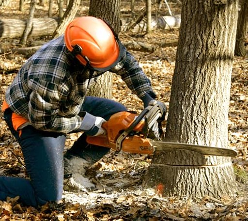 Tree Removal in Lovely, KY